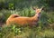 Outdoor Wildlife White Tail Deer Laying in Field