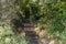 Outdoor wooden staircase in the wood stairway in the forest in Arcachon Bay France