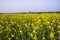 Outdoor yellow Rapeseed Flowers Field Countryside of Bangladesh