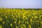 Outdoor yellow Rapeseed Flowers Field Countryside of Bangladesh