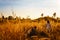 Outdoors camping grass highlands mountain in the Sunset