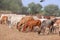 Outdoors domestic cows in India