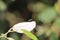 Outdoors domestic fly insect resting on green leaf in berry garden at jaipur in India