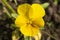 Outdoors flower the violet tricolor yellow, close-up