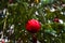 Outdoors green Christmas tree branches with drops