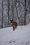 Outdoors in Harrison County WV in Winter with the Deer Feeding