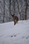 Outdoors in Harrison County WV in Winter with the Deer Feeding