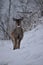 Outdoors in Harrison County WV in Winter with the Deer Feeding