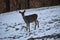 Outdoors in Harrison County WV in Winter with the Deer Feeding