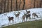 Outdoors in Harrison County WV in Winter with the Deer Feeding