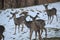 Outdoors in Harrison County WV in Winter with the Deer Feeding