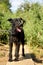 Outdoors portrait of a cute Schnauzer mixed black dog on a leash, with dirty and clotted hair, saved from the street