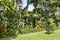 Outdoors tranquil corner with a bench surrounded by a luxurious tropical garden, Tenerife, Canary Islands, Spain