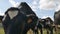 Outdoors Video of the Black and White Cow, Cows Wet Nose During Warm Sunny Day in the Summer on the Meadow