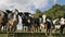 Outdoors Video of Herd of Black and White Cows Eating Green Grass. Animal Feeding, Eco Farming Concept