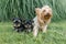 Outdor portrait of mummy and two small puppies of Yorkshire terrier. Dogs are sitting on green lawn, looking at the camera