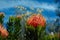 Outeniqua pincushion