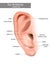 Outer ear is the auricle or pinna. Ear Anatomy. Realistic illustration of the ear