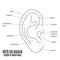 Outer Ear Diagram hearing of human organ