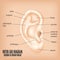 Outer Ear Diagram hearing of human organ