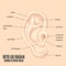 Outer Ear Diagram hearing of human organ