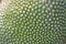 The outer surface of the green jackfruit fruit  Natural background