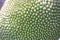 The outer surface of the green jackfruit fruit  Natural background