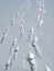 Outgoing people and traces on a snow