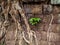 Outgrown ruins of Vat Phou