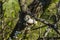 Outgrowth of a mushroom on a tree