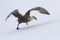 Outhern giant petrel during take-off from the snow Antarctic Isl