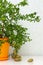 Outlandish potted citrus plant Australian finger lime with burgundy fruits.  Indoor tree growing.  Microcitrus Australasica plant