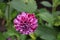 An outlandish variety of dahlia Marble Ball