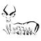 Outline antelope impala vector image.