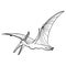 Outline Dinosaur Pterodactyl Illustration Suitable For Any Of Graphic Design