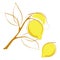 Outline doodle. Branch of lemon with leaves. Cartoon flat style. Abstract illustration