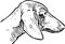 Outline drawing of head of cute dachshund