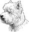 Outline drawing of portrait white scottish terrier