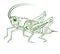 Outline illustration of a cricket. Detailed solid color image of a cricket, grasshopper, isolated on white background.