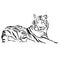 Outline lying tiger vector image.