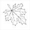 Outline maple leaf for the design of autumn products