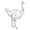 Outline ostrich icon