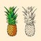 Outline pineapple and color cartoon vector illustration