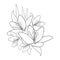 outline realistic lily drawing, lily flower bouquet drawing, lily flower bouquet, simple lily bouquet drawing,