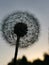 The outline of a round dandelion in the evening against the sky