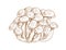 Outlined Asian shimeji mushrooms. Bunch of wild forest fungi. Vintage botanical drawing of Japanese fungus. Contoured