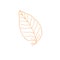 Outlined autumn leaf with colored contour isolated object for seasonal design