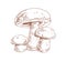 Outlined boletus mushrooms in vintage style. Porcini fungi, sketch composition. Engraving drawing of edible fungus