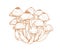 Outlined drawing of Armillaria, honey mushroom, or fungus. Bunch of contoured edible forest fungi. Hand-drawn vector