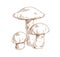 Outlined drawing of birch bolete mushrooms. Scaber stalks fungi composition. Engraving edible fungus. Etching forest